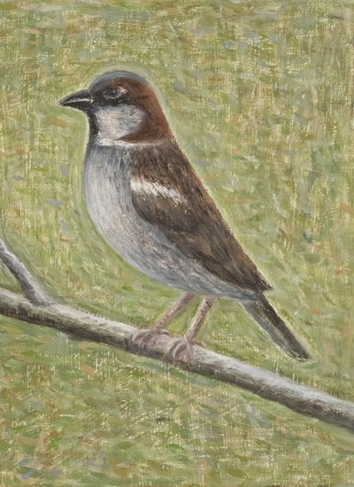 Vrabec domácí, 2008 (olej na dřevě) od Ruth Addinall