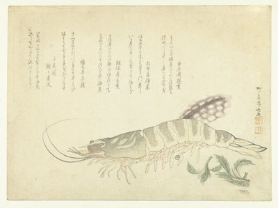 Raci a sépie od Ryuryukyo Shinsai