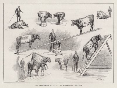 The Performing Bulls at the Westminster Aquarium (rytina) od S. T. Dadd