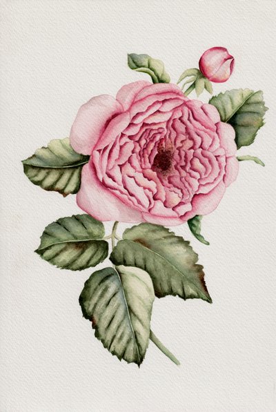Botanická růžová od Salome