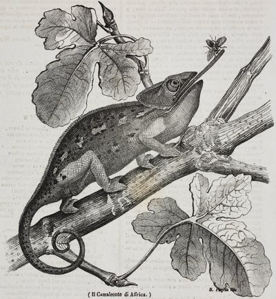 Chameleon africký, litografie Salvatore Puglia z Poliorama Pittoresco, n 30, 4. března od Salvatore Puglia