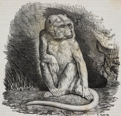 Albino opice v Jardin des Plantes, pařížská botanická zahrada, Francie, litografie Salvatore Puglia z Poliorama Pittoresco, n 23, 14. ledna od Salvatore Puglia