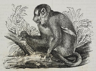 Noční opice douroucoulis (Aotus trivirgatus), litografie Salvatore Puglia z Poliorama Pittoresco, č. 46, 25. června od Salvatore Puglia