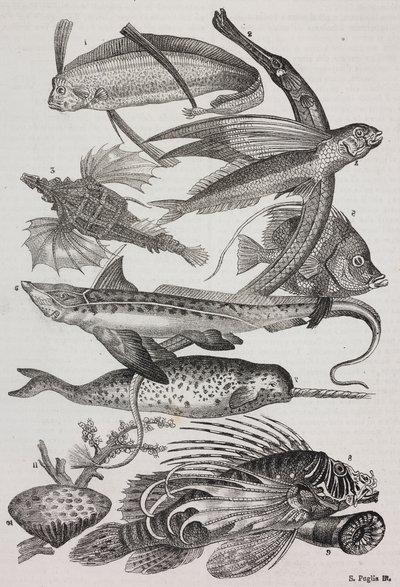 Merieläimet: 1 Dattiloftera, 2 Syngnathus, 3 Pegasus, 4 Trachypterus, 5 Chaetodon, 6 Kanikala, 7 Yksisarvinen (narvala), 8 Lentävää Pteroidia, 9 Attinia od Salvatore Puglia
