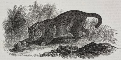 Sumatran kissa, litografia Salvatore Puglia, Poliorama Pittoresco, n:o 47, 1. heinäkuuta od Salvatore Puglia