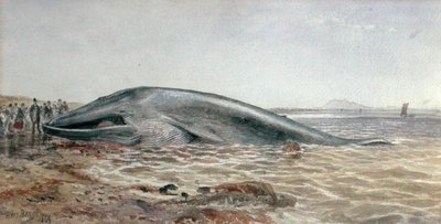 Velryba Aberlady, Longriddy Bay od Samuel Bough