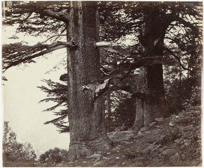 Twee cederbomen, Himachal Pradesh Deoddars 35 stop a 37 stop v obvodu (původní název) od Samuel Bourne (attributed to)
