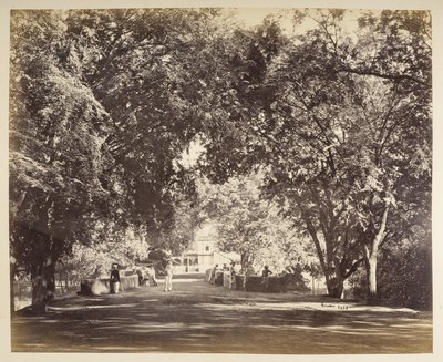 Oblouk stromů poblíž Tanjore od Samuel Bourne