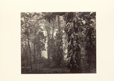 Darjeeling; Creepers v lese pod Gingem od Samuel Bourne