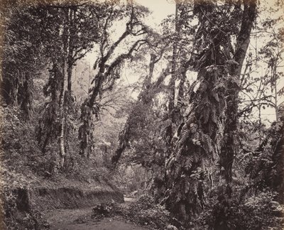 Darjeeling, lesní scéna s popínavými rostlinami, s Tukvarskou silnicí od Samuel Bourne