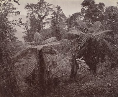 Darjeeling, skupina stromových kapradin v Lebongu od Samuel Bourne