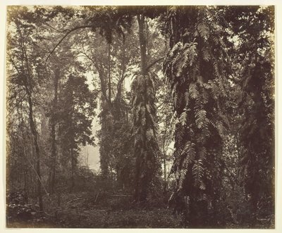 Darjeeling, Indie, c. 1865. od Samuel Bourne