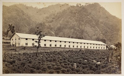 Selim Tea Estate, Darjeeling, nová továrna, nižší divize,  z 