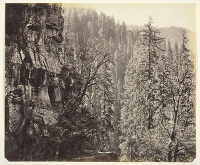Bez názvu [útesy a stromy], c. 1865. od Samuel Bourne