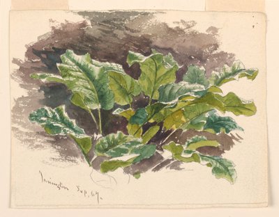 Botanická studie od Samuel Colman