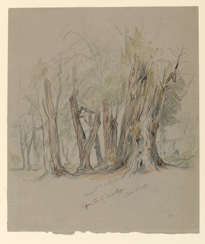 Cypřiše z Chapultepec, Mexiko od Samuel Colman