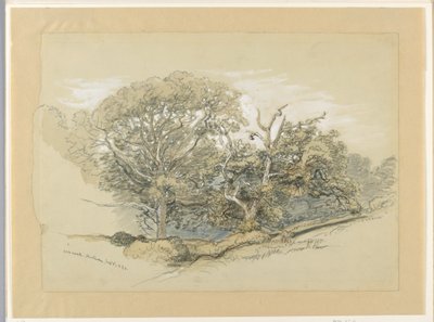 Kresba, Oak Wood, Montauk, New York, 8. září 1880 od Samuel Colman