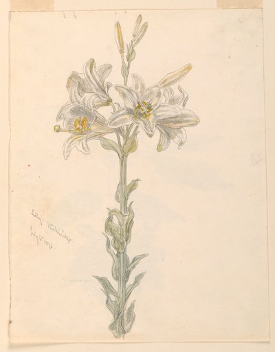 Lily, Stockbridge od Samuel Colman