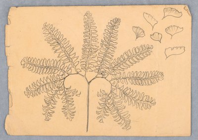 Maidenhair Fern od Samuel Colman