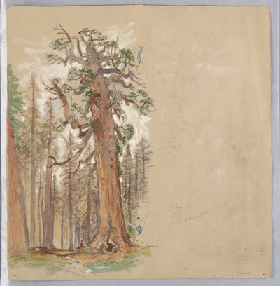 Dub a Evergreen od Samuel Colman