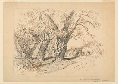 Studie pro The Cypress Trees of Montezuma, Park of Chapultepec, Mexiko od Samuel Colman
