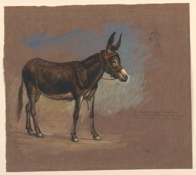 Studie mezka od Samuel Colman