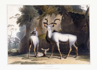 The Koodoo, 1804 od Samuel Daniell