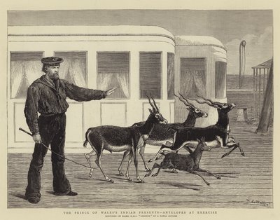 Indiánské dárky prince z Walesu, antilopy při cvičení od Samuel Edmund Waller