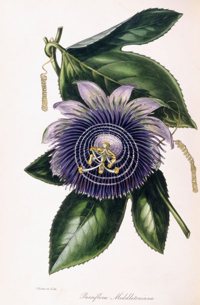 Passiflora Middletoniana, kolem 1834-1849 od Samuel Holden