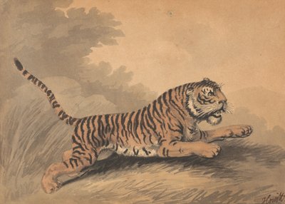 Eine Tigerin springt nach rechts od Samuel Howitt