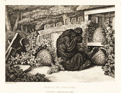 Medvěd hnědý napadený armádou včel. 1811 (lept) od Samuel Howitt