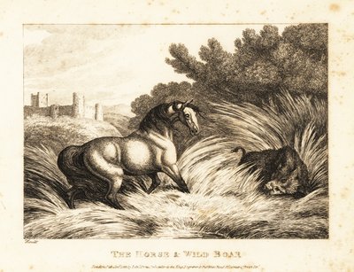 Kůň a divočák stojí proti sobě na pastvině. 1811 (lept) od Samuel Howitt