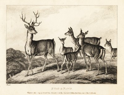 Jelen se srnkami a srnčaty. Jelen a kolouch. 1811 (lept) od Samuel Howitt