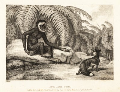 Bezocasá opice žádá lišku o trochu svého ocasu. Opice a liška. 1811 (lept) od Samuel Howitt