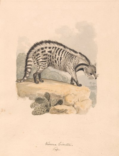 Africká cibetka od Samuel Howitt