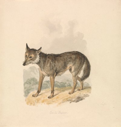 Canis Lupus neboli šedý vlk od Samuel Howitt