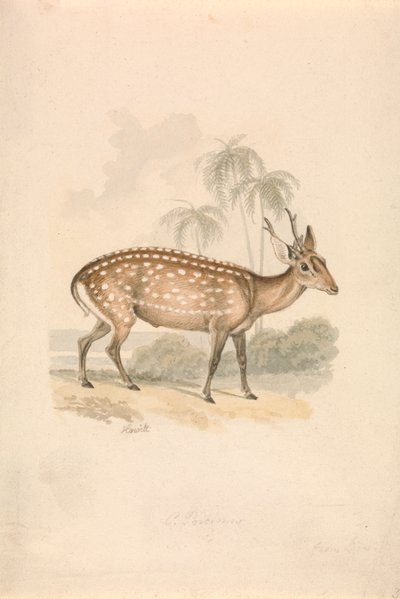 Prase jelen od Samuel Howitt