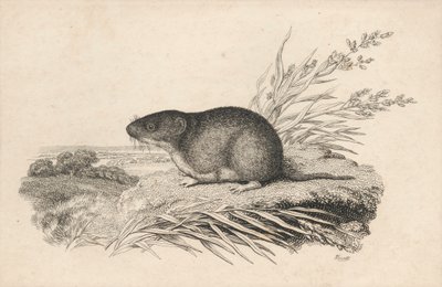 Ondatra od Samuel Howitt