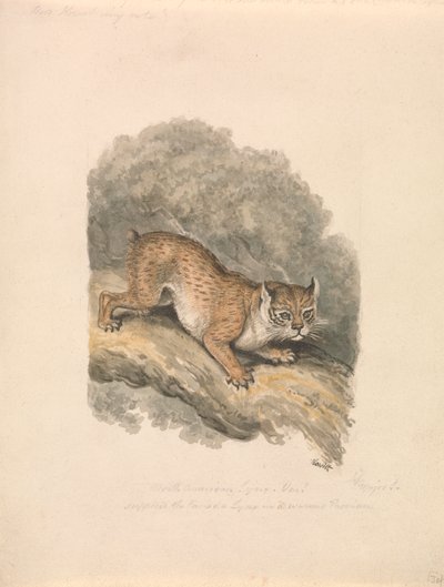 Lynx severoamerický od Samuel Howitt