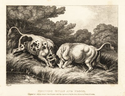 Dva býci zamykání rohů poblíž rybníka plného žab. 1811 (lept) od Samuel Howitt
