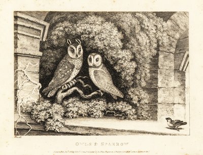 Dvě sovy a vrabec. 1811 (lept) od Samuel Howitt