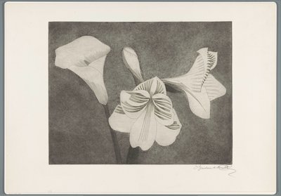 Amarylis a arum od Samuel Jessurun de Mesquita (signed by artist)