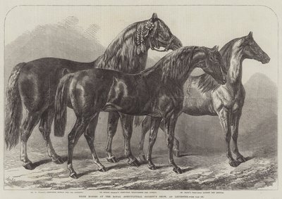 Ocenění koně na výstavě Royal Agricultural Society