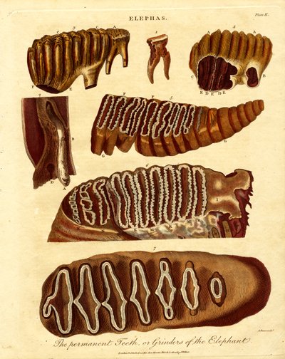 Stálé zuby; neboli brusky slona od Samuel John Neele