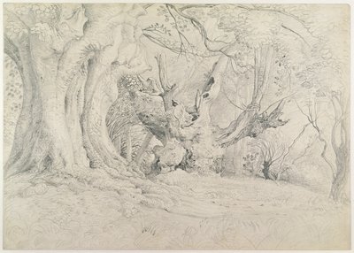 Prastaré stromy, Lullingstonský park, 1828 (grafit na papíře) od Samuel Palmer