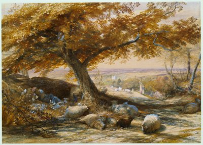 Ovce ve stínu, kolem roku 1851 od Samuel Palmer