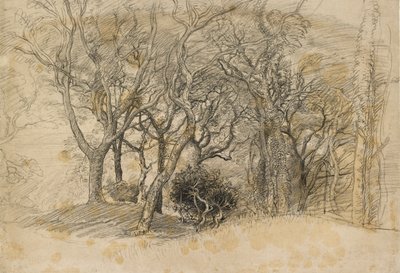 Studie stromů, Clovelly Park, 1834 od Samuel Palmer