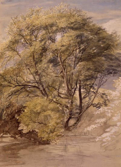 Study of a Willow Tree, c.1850 (akvarel na papíře) od Samuel Palmer