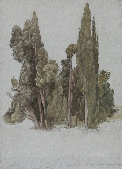 Cypřiše ve Villa d