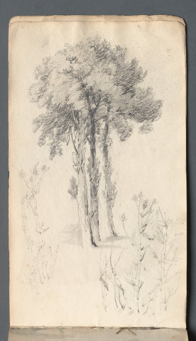 Sketchbook: Tree Study, 1814. od Samuel Prout